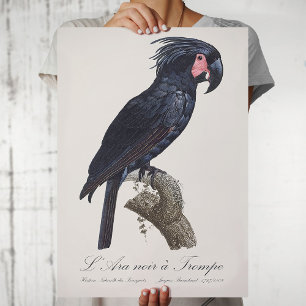 Palmpapegaai, Probosciger aterrimus papegaai, retr Poster