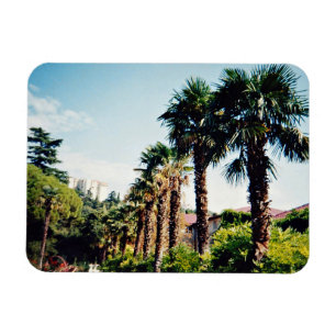 Palmstraat van de botanische tuin van Nikitsky in  Magneet