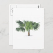 palmtekening VII Briefkaart (Voorkant / Achterkant)