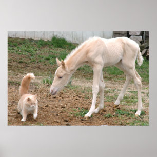 Palomino-Baby Paarden en Barn Cat Poster