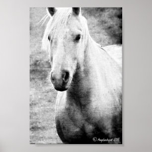 Palomino Black en White Faux Canvas Poster