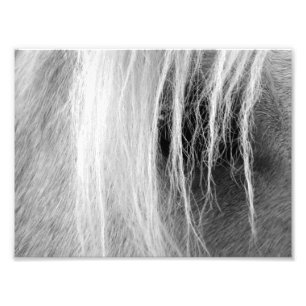 Palomino Black en White Foto Afdruk