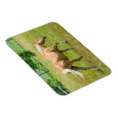 Palomino Boerderij Horse Magneet (Rechterzijde)