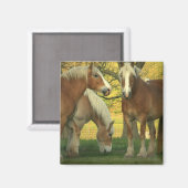 Palomino Brouillon Cheval Magnet Carré (Recto/Verso)