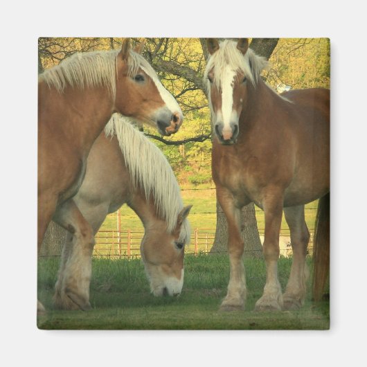 Palomino Brouillon Cheval Magnet Carré (Devant)
