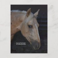 Palomino cheval carte postale de cheval nommé Bann