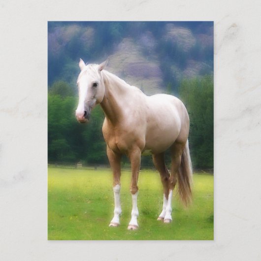 Palomino Dream Horse Briefkaart (Voorkant)