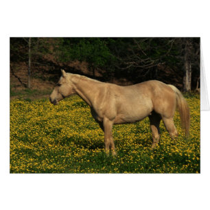 Palomino en Fleurs Jaunes