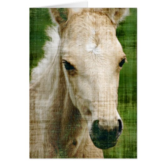 Palomino Foal (Voorkant)