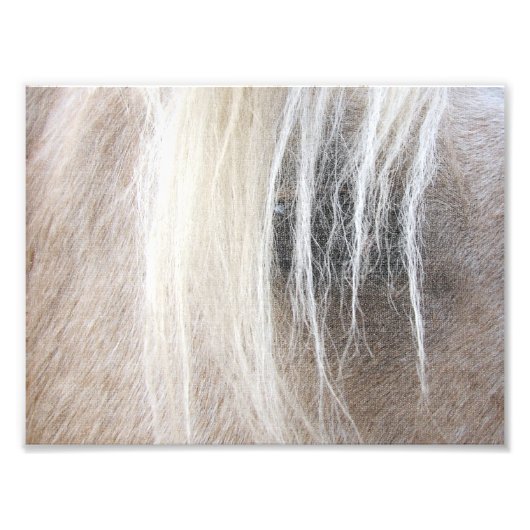 Palomino Foto Afdruk (Voorkant)