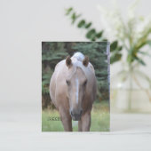 Palomino Gelding Banner Carte postale (Debout devant)
