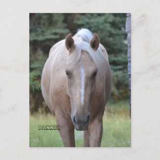Palomino Gelding Banner Post-kaart Briefkaart