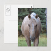 Palomino Gelding Banner Post-kaart Briefkaart (Voorkant / Achterkant)