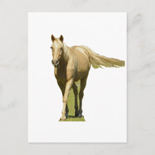 Palomino Horse Briefkaart