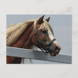 Palomino Horse Briefkaart
