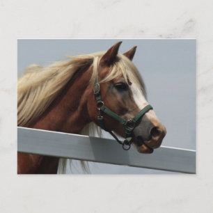 Palomino Horse Briefkaart