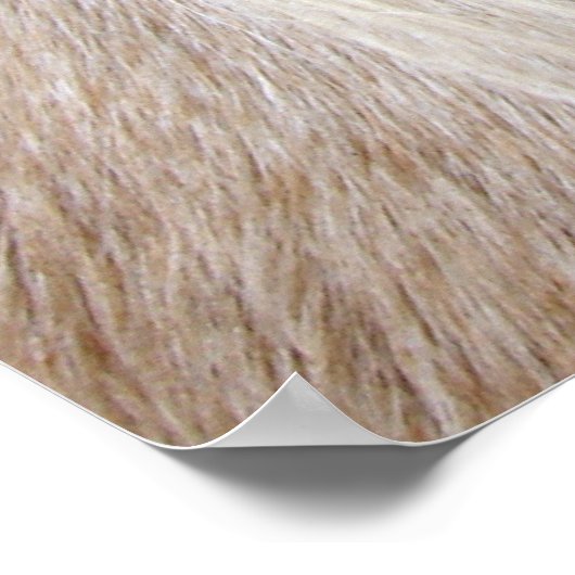 Palomino Horse Poster (Hoek)