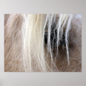 Palomino Horse Poster (Voorkant)