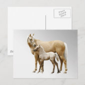 Palomino Mare en Foal Briefkaart (Voorkant / Achterkant)