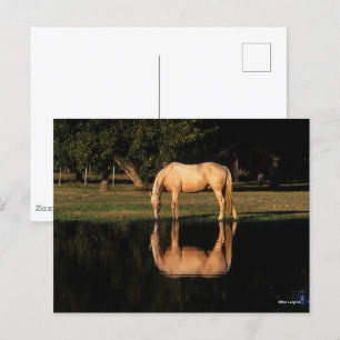 Palomino met reflectie op het meer briefkaart