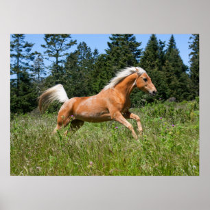 Palomino paard dat door een wei rent poster