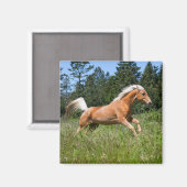 Palomino-paard dat door een weide loopt magneet (Voorkant / Achterkant)