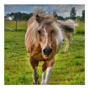 Palomino Paint Horse & Field Photo Perfect Poster