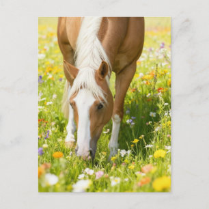 Palomino Paint paard in de weide met wilde bloemen Briefkaart