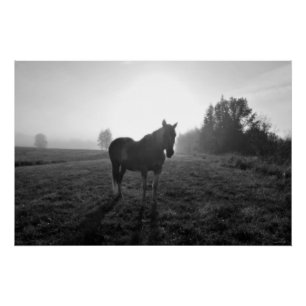 Palomino Pinto Horse at Sunrise Equine B&W Foto Perfect Poster