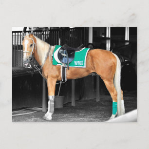 Palomino-Pony in Belmont Park Briefkaart
