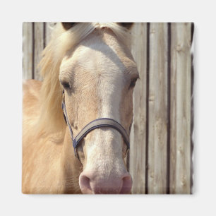 Palomino Pony Square Magnet Magneet