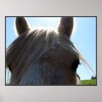 Palomino