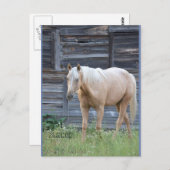 Palomino-postkaart Briefkaart (Voorkant / Achterkant)