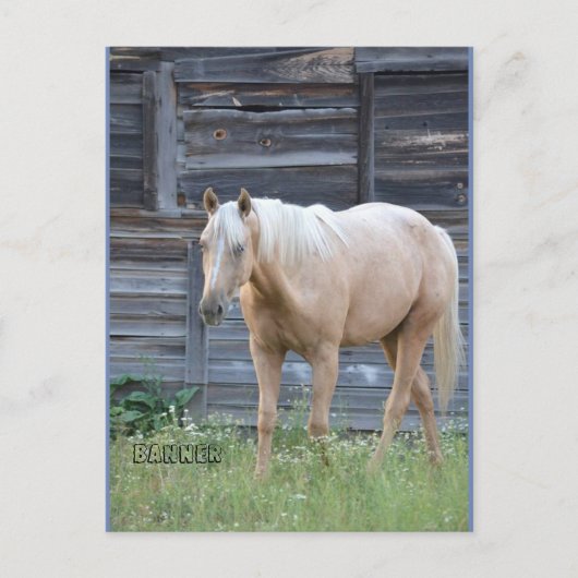 Palomino-postkaart Briefkaart (Voorkant)