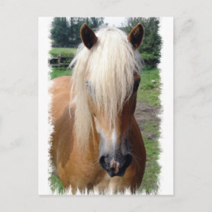 Palomino Quarter Horse Briefkaart