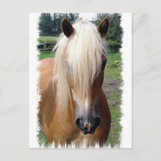 Palomino Quarter Horse Briefkaart (Voorkant)