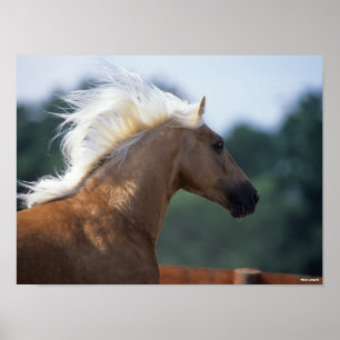 Palomino Rocky Mountain Horse Poster