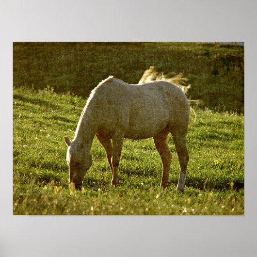 Palomino Sunset Poster (Voorkant)