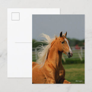 Palomino Tennesee Walking Horse Stallion Briefkaart