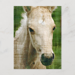 Palomino veulen briefkaart