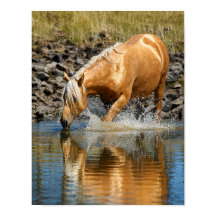 Palomino Waters