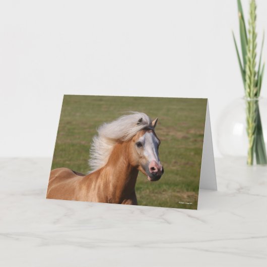 Palomino Welsh Pony Headhot Mane Flowing Kaart (Voorkant)