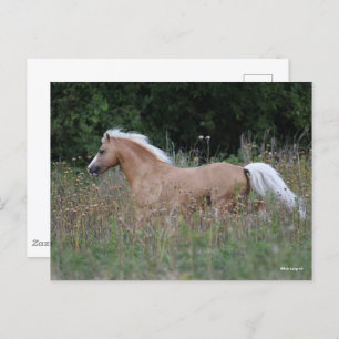 Palomino Welsh Pony met lange gras Briefkaart
