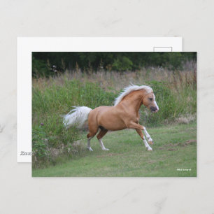 Palomino Welsh Pony Stallion Running Briefkaart