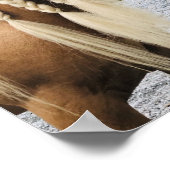 Palomino-zigeunerpaard Poster (Hoek)