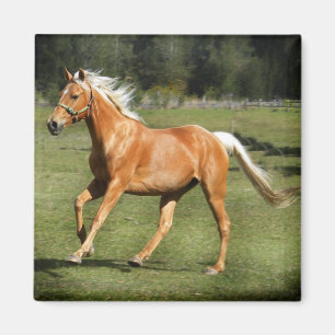 palominoenergie magneet