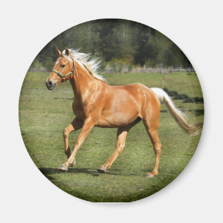 palominoenergie magneet