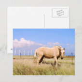 Palominopaarden met Briefkaart van windmolens (Voorkant / Achterkant)