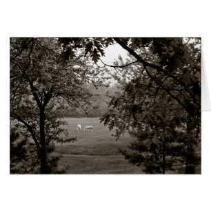 Palominos encadrés dans le chêne