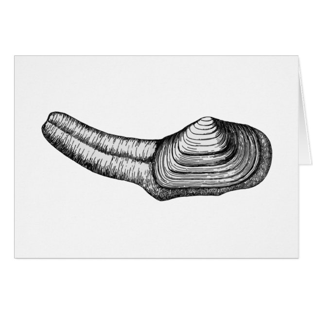 Palourde de Geoduck (illustration noire et (Devant horizontal)